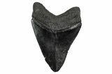 Fossil Megalodon Tooth - South Carolina #340190-1